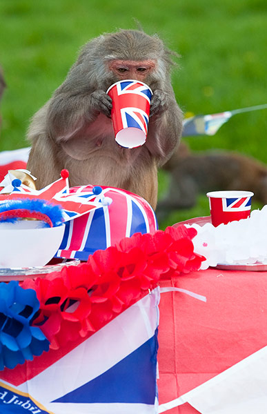 Monkey has Juice at Party